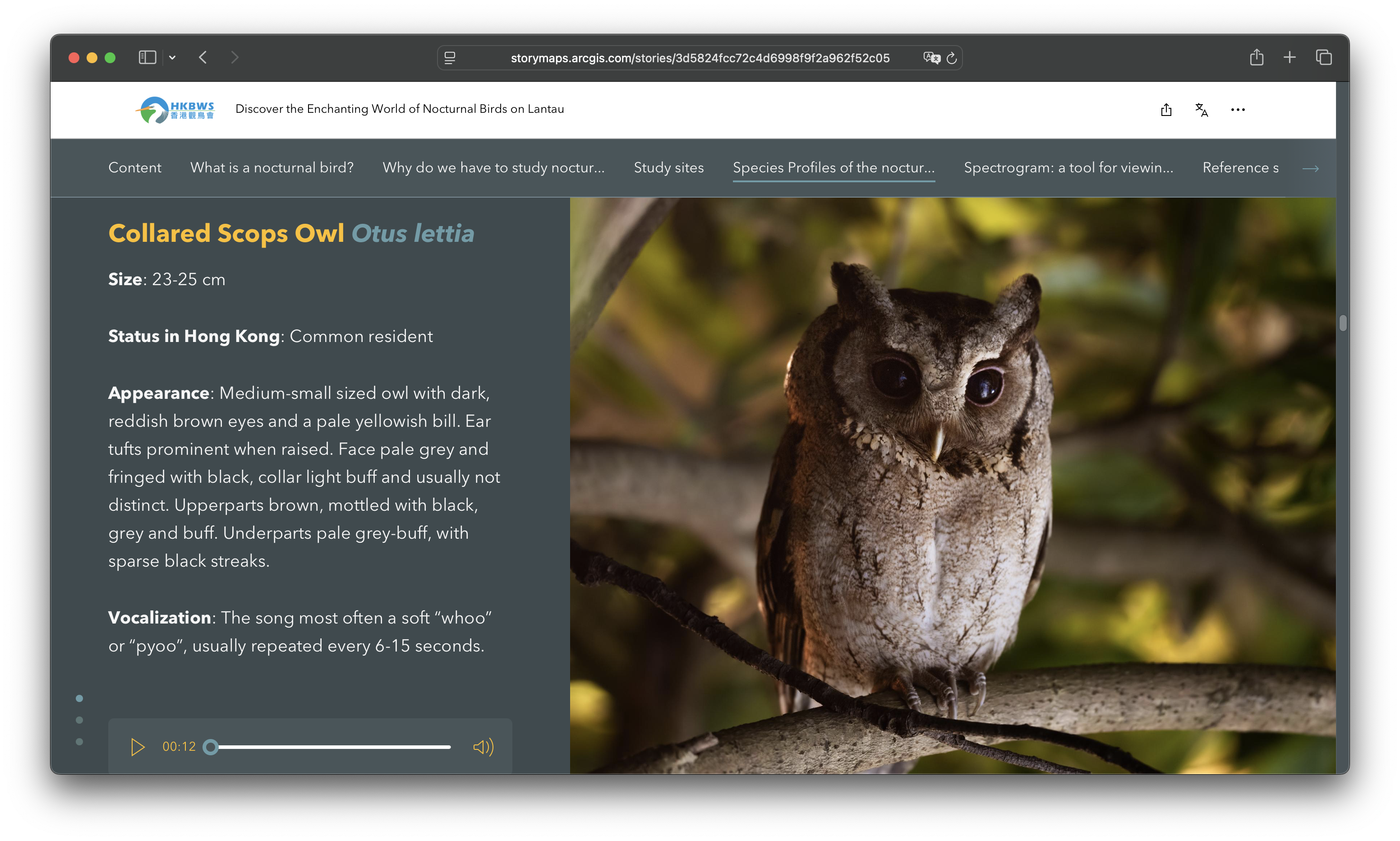 Species Profiles of the nocturnal birds